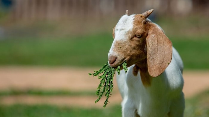 बकरियों को कैसा चारा पसंद है