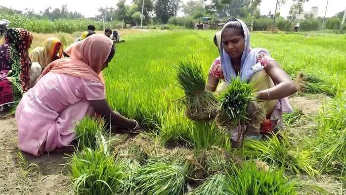 धान की खेती के लिए मटियार और दोमट मिट्टी सबसे मुफीद मानी जाती है.