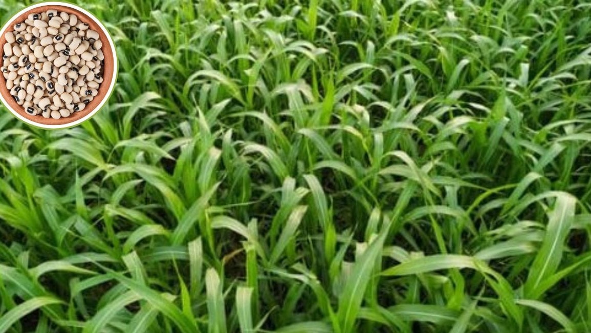 मक्के के साथ उगाएं ये हारा चारा