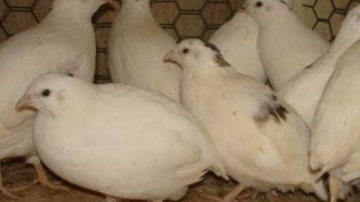 Punjab White Quail