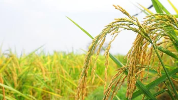 पंजाब में धान की बुवाई. (सांकेतिक फोटो)