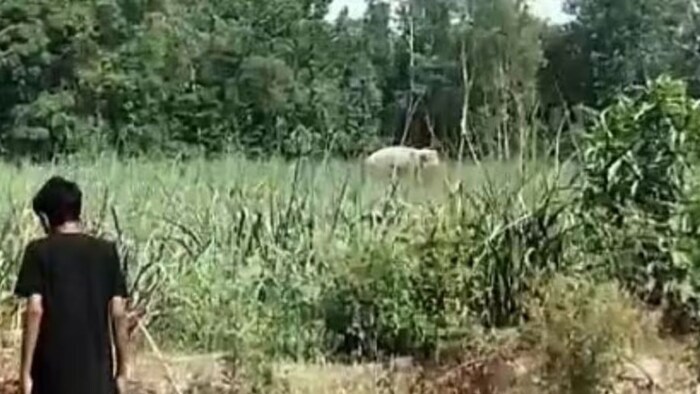 हाथी ने ले ली युवक की जान