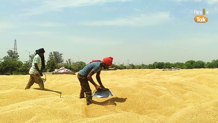 गेहूं की कितनी हुई सरकारी खरीद.