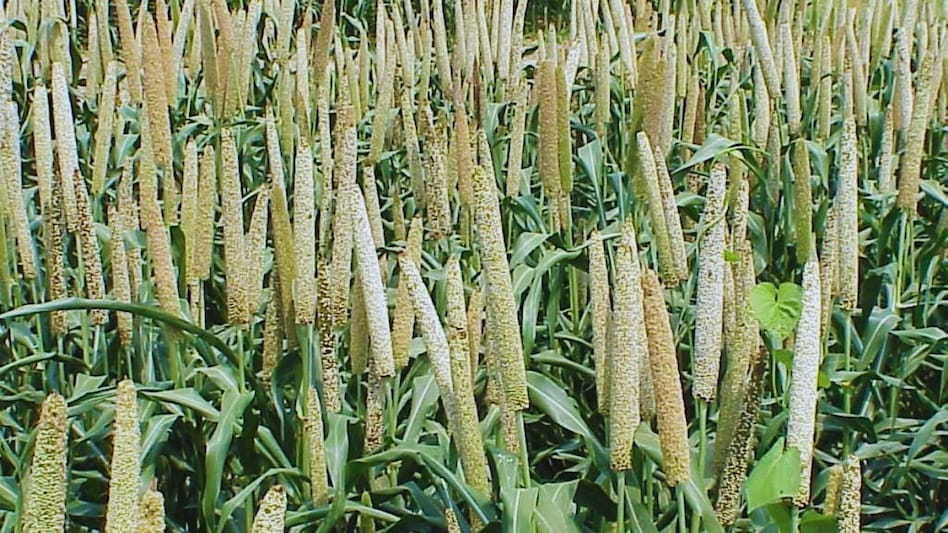 झारखंड में शुरू हुआ मिलेट मिशन, मोटे अनाज की खेती के लिए किसानों को मिलेंगे 15000 रुपये झारखंड में शुरू हुआ मिलेट मिशन, मोटे अनाज की खेती के लिए किसानों को मिलेंगे 15000 रुपये