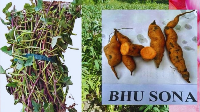 भू सोना बेल