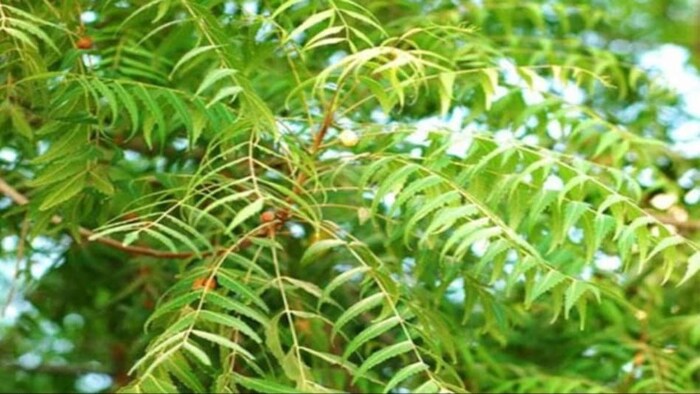 जानिए नीम की खेती के बारे में