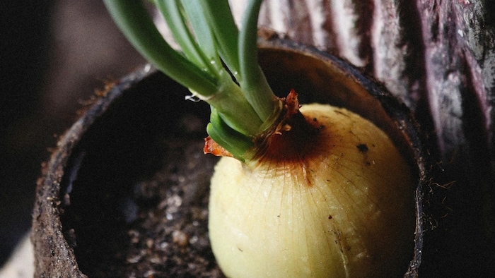 अब उधमपुर के किसान कर रहे हाइब्रिड प्याज की खेती