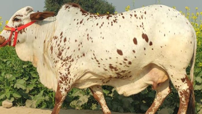 क्या है गाय के इस नस्ल की खासियत