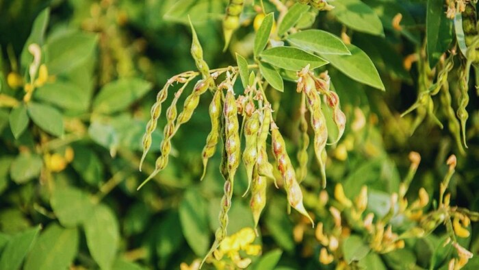 अरहर की खेती