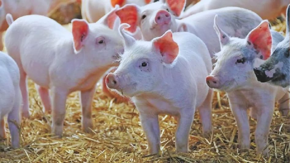 एक दिन में इतना बढ़ता है सूअर का वजन, सूअर पालने के फायदे भी हैं लाजवाब एक दिन में इतना बढ़ता है सूअर का वजन, सूअर पालने के फायदे भी हैं लाजवाब