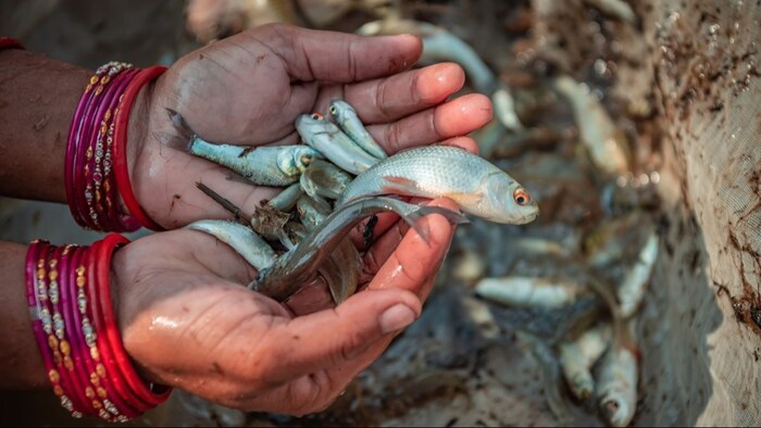 घर में करें मछली पालन