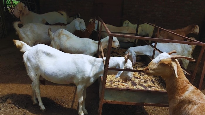 बकरी की तीन नस्लें