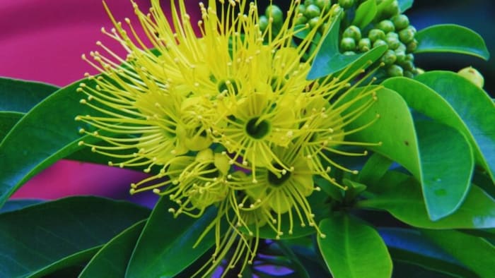 पहला प्यार फूल