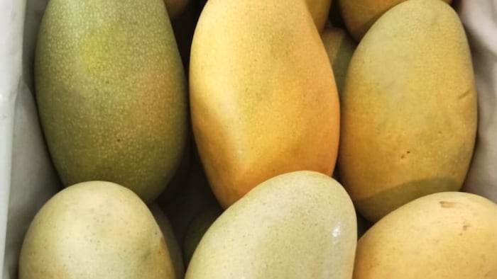 दशहरी आम पहली बार अमेरिका में निर्यात किया जाएगा (फोटो-किसान तक)