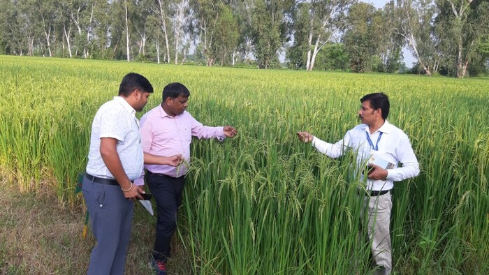 डीएसआर विधि से करें धान की खेती