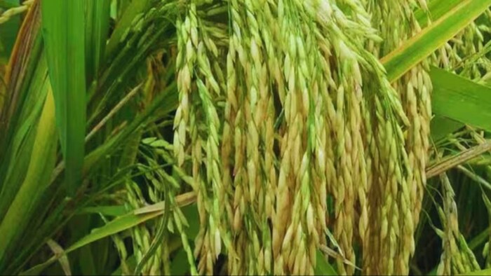 धान की खेती