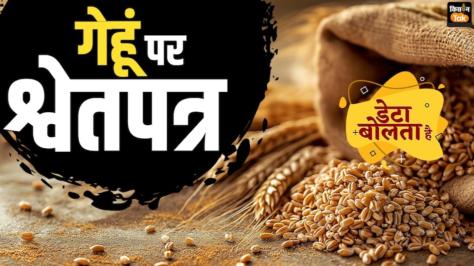Wheat Price: गेहूं संकट का सामना कर रहा भारत! बंपर पैदावार के बावजूद क्यों बढ़ रहे हैं दाम?  Wheat Price: गेहूं संकट का सामना कर रहा भारत! बंपर पैदावार के बावजूद क्यों बढ़ रहे हैं दाम?