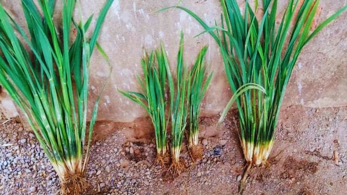 धान के फसल में बौनापन