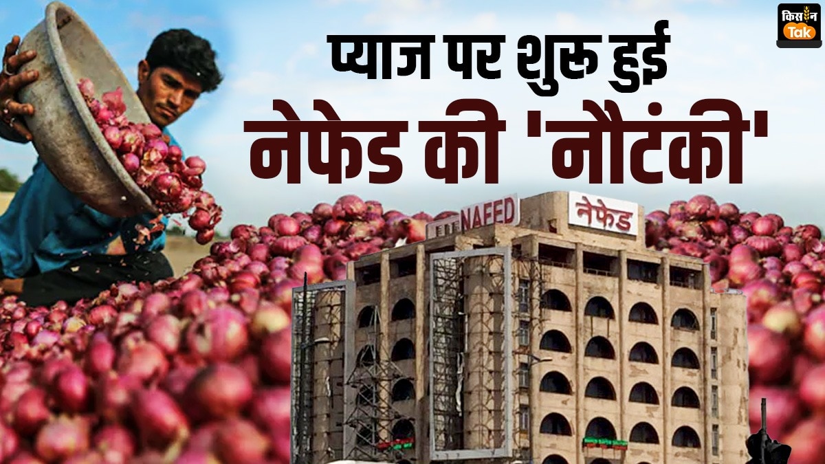 Onion Price: स‍ियासी नुकसान के बावजूद सरकार ने नहीं ल‍िया सबक, प्याज क‍िसानों के ल‍िए 'व‍िलेन' बना नेफेड 