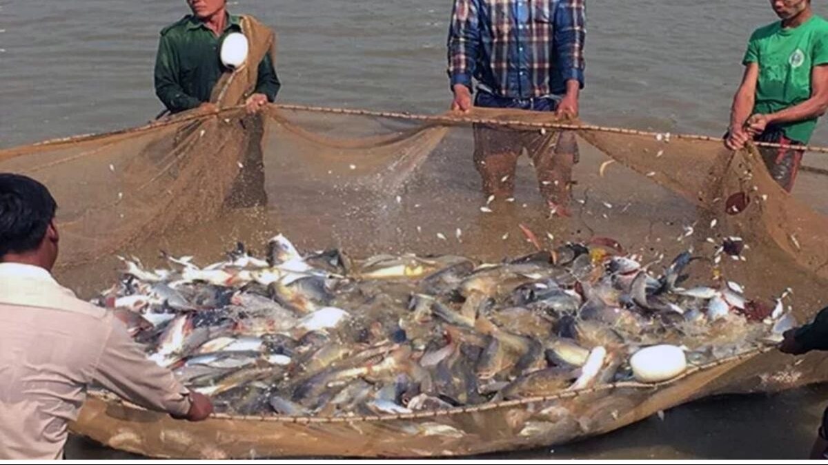 Sardine Fish: 100 रुपये किलो वाली सारडीन मछली हो गई 400 रुपये, जानें वजह 