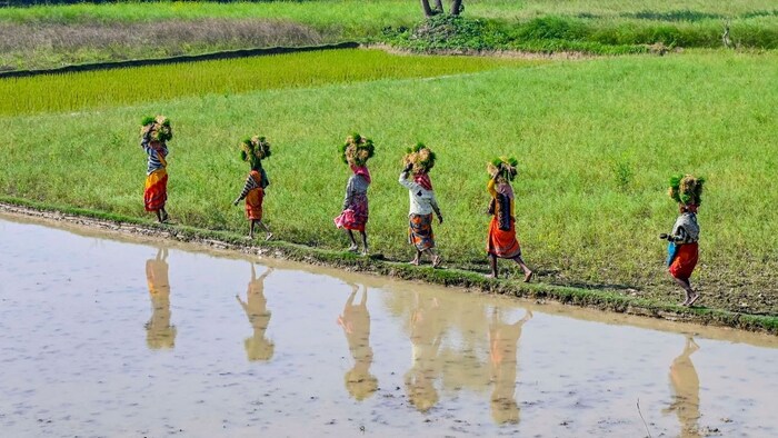 धान की खेती के लिए टिप्स.