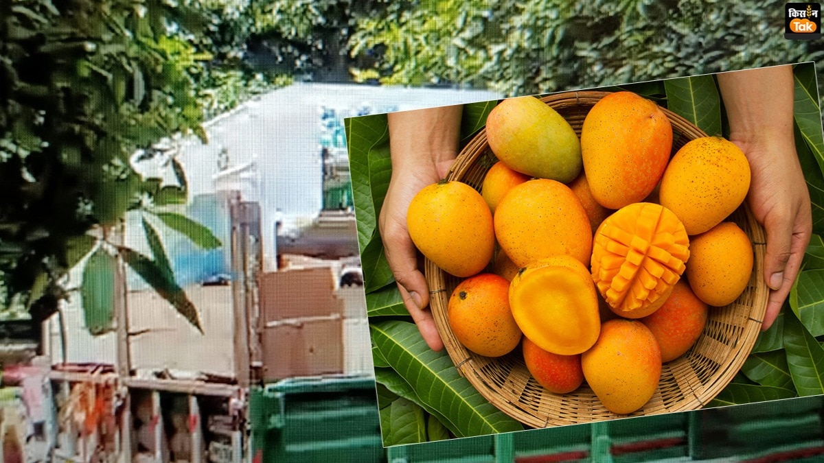 चेन्नई से लखनऊ पहुंची पेड़ से आम तोड़ने वाली मशीन.