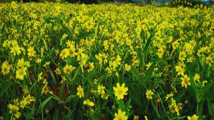 रामतिल क्या है