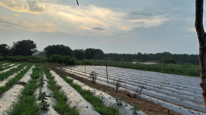 Drip irrigation PDMC