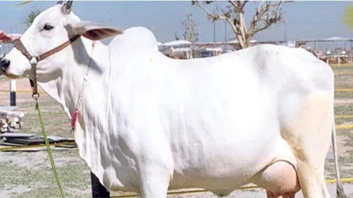 क्या है इस नस्ल की खासियत