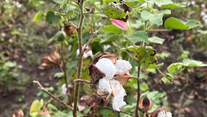 गुजरात में कपास के रकबे में 12-15 फीसदी की गिरावट की आशंका है.