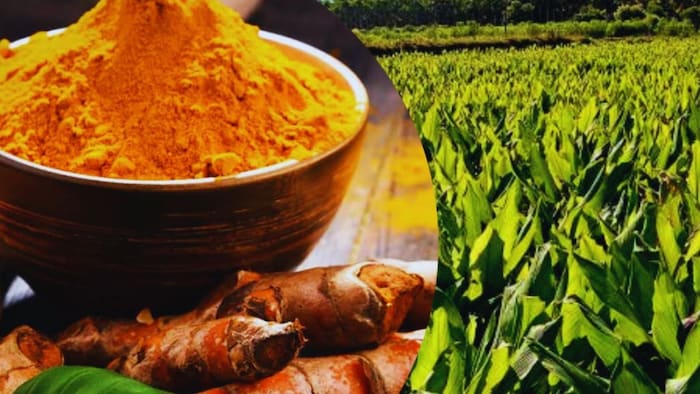 हल्दी की खेती