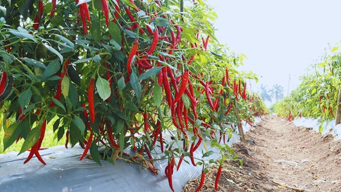 मिर्च की खेत में करें मल्चिंग का प्रयोग