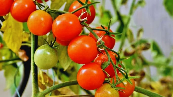 टमाटर की रोपाई