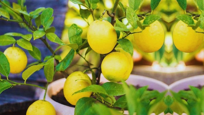 कागजी नींबू की खेती