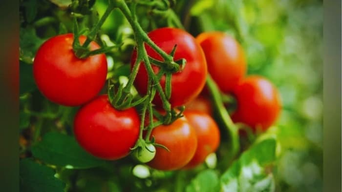 टमाटर का बीज