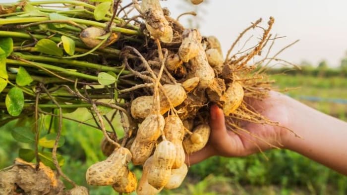 नीम की खली करें इस्तेमाल