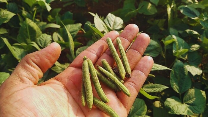 उड़द की खेती