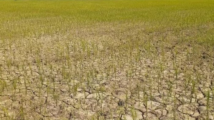 हरियाणा में धान की सीधी बुवाई. (सांकेतिक फोटो)