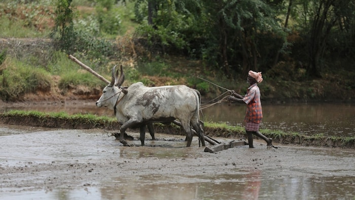 हुबली में बैलों को मिलता है वीकऑफ