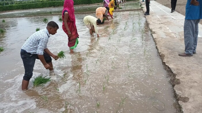 धान रोपाई की रोपाई करने वाले किसानों के बड़ी खुशखबरी (Photo-Kisan Tak)