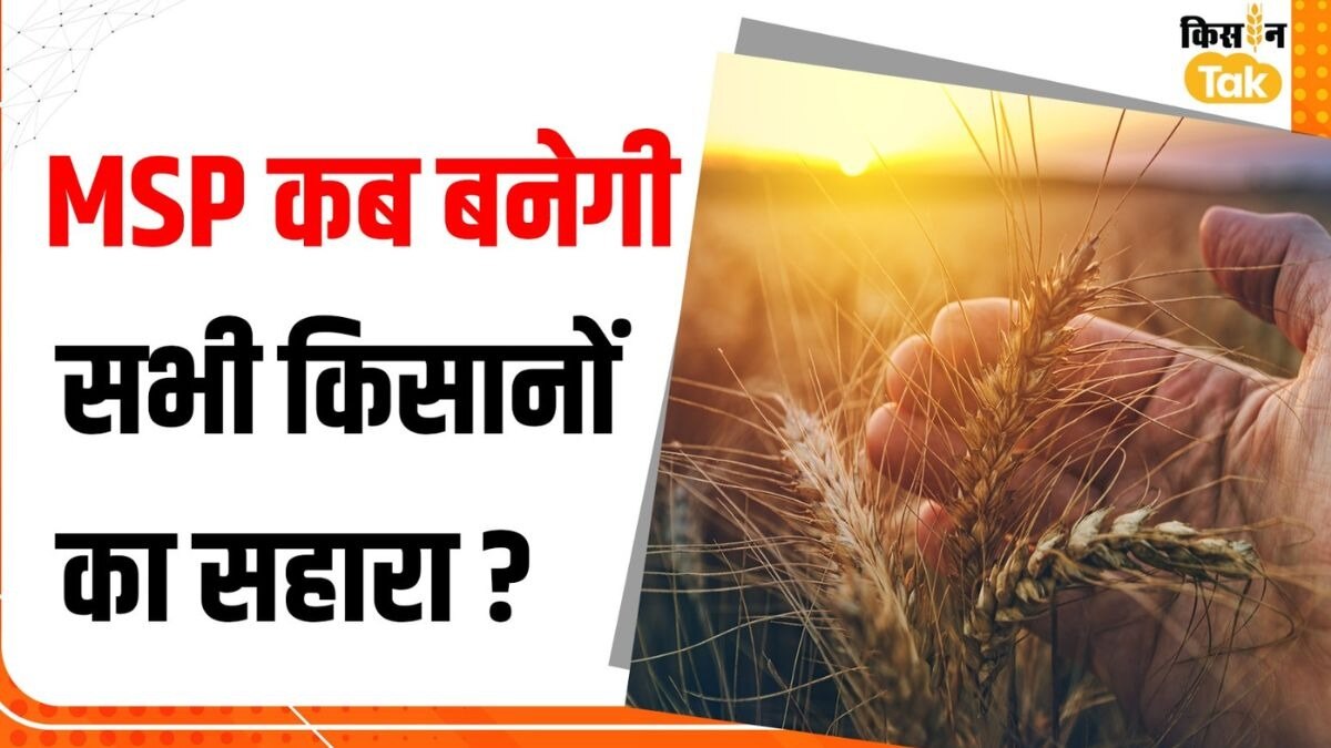 MSP: पांच दशक बाद भी सभी किसानों को सहारा क्यों नहीं दे पा रहा न्यूनतम समर्थन मूल्य, इसके लिए जिम्मेदार कौन?