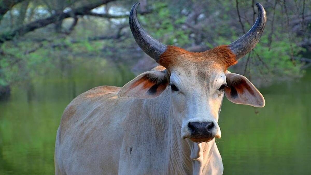 Luvas: अब गाय-भैंस को नहीं होगी हड्डी और जोड़ों के दर्द से परेशानी, जानें क्यों 
