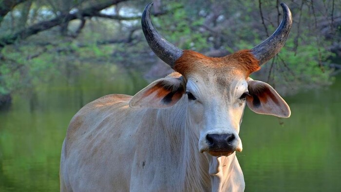 गाय खरीदने पर यहां मिल रही है सब्सिडी. (सांकेतिक फोटो)