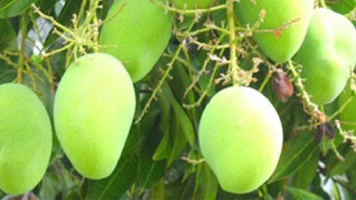 हरियाणा में आम की होगी अच्छी उपज. (सांकेतिक फोटो)