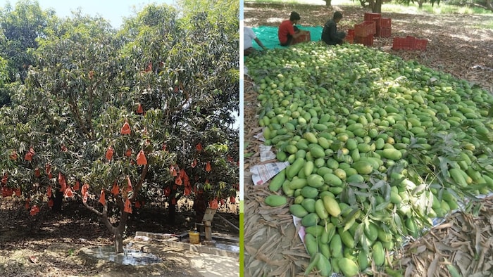 मलिहाबाद के लगभग हर बाग में पेड़ पर कागज के लिफाफों में आम पके हैं (Photo-Kisan Tak)