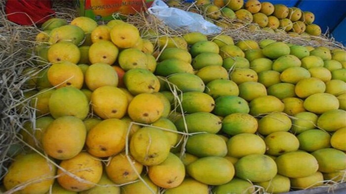 अम्रपाली आम का दुबई में निर्यात. (सांकेतिक फोटो)