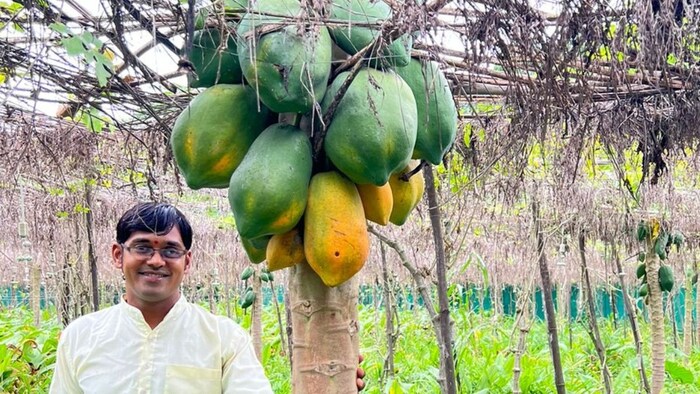 सफल किसान आकाश चौरसिया की मल्टी लेयर खेती