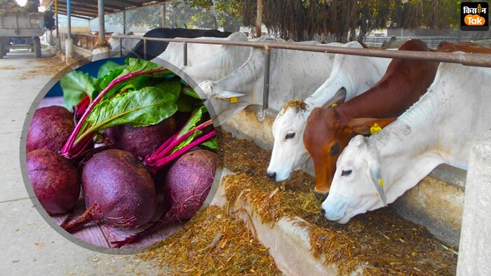 चुकंदर का छिलका पशुओं के लिए बेहद फायदेमंद साबित होती है (Photo-Kisan Tak)