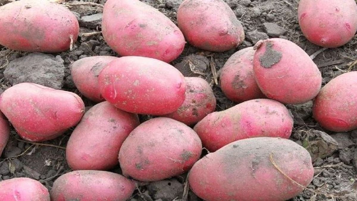 पंजाब में इस साल बंपर हुई आलू की पैदावार. (सांकेतिक फोटो)
