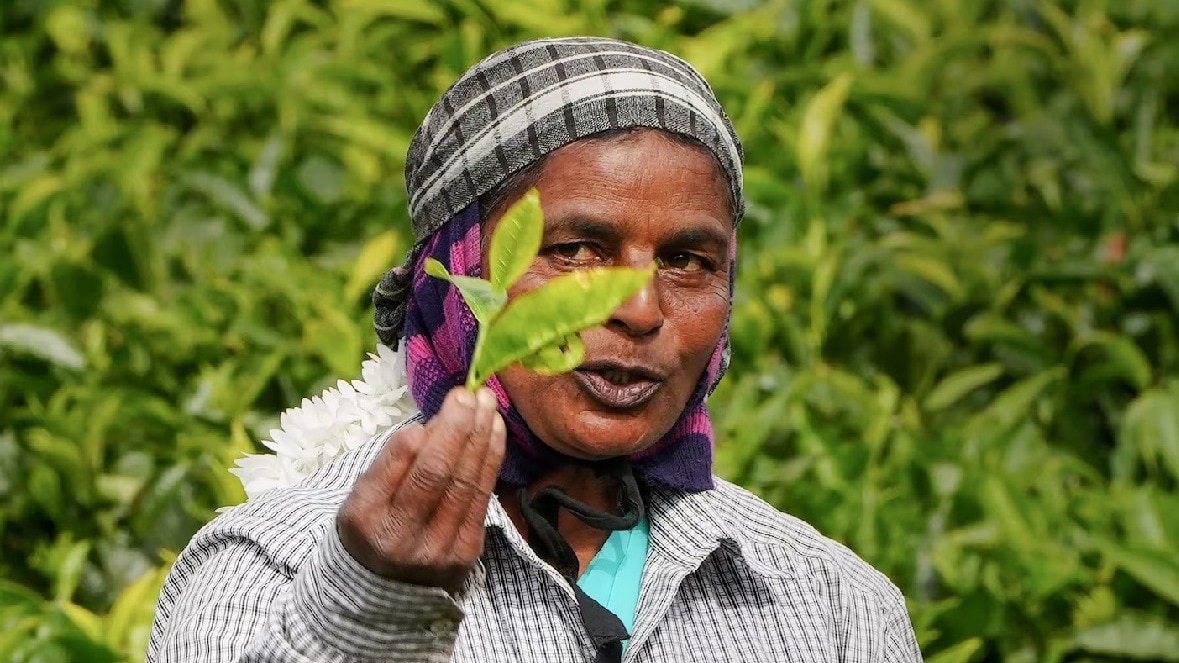 Tea Output: अनिश्चित मौसम से चाय उत्पादन में गिरावट ने बढ़ाई परेशानी, खुले बाजार में कीमतों पर दबाव 